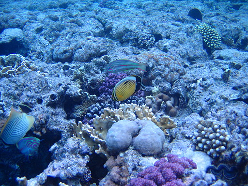 Various including Rainbow Wrasse (x 2), Blacktail Butterflyfish (centre)